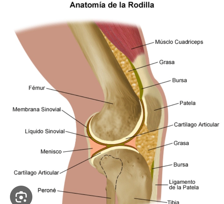 Anatomía rodilla